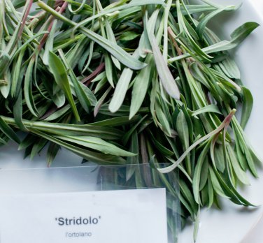Italian Heirloom Sculpit-Stridolo Herb Silene vulgaris inflata - 30 Seeds