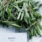 Italian Heirloom Sculpit-Stridolo Herb Silene vulgaris inflata - 30 Seeds