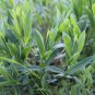 Italian Heirloom Sculpit-Stridolo Herb Silene vulgaris inflata - 30 Seeds