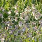 Italian Heirloom Sculpit-Stridolo Herb Silene vulgaris inflata - 30 Seeds