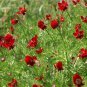Wild Red Summer Pheasant's Eye Adonis aestivalis - 50 Seeds