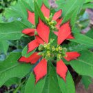 Wild Summer Poinsettia Fire on the Mountain Euphorbia cyathophora - 10 Seeds