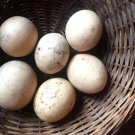 Ornamental Nest Egg Gourd Cucurbita pepo - 10 Seeds