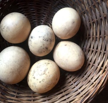 Ornamental Nest Egg Gourd Cucurbita pepo - 10 Seeds