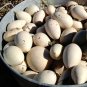 Ornamental Nest Egg Gourd Cucurbita pepo - 10 Seeds