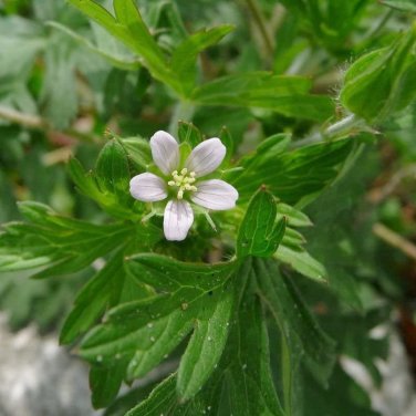 Wild Carolina Cranesbill Herb Geranium carolinianum - 30 Seeds