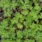 Wild Carolina Cranesbill Herb Geranium carolinianum - 30 Seeds