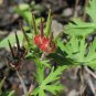Wild Carolina Cranesbill Herb Geranium carolinianum - 30 Seeds