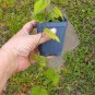 Blue Dawn Flower Perennial Morning Glory Ipomoea acuminata learii - Live Plant