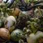 Ornamental Nest Egg Gourd Cucurbita pepo - 10 Seeds