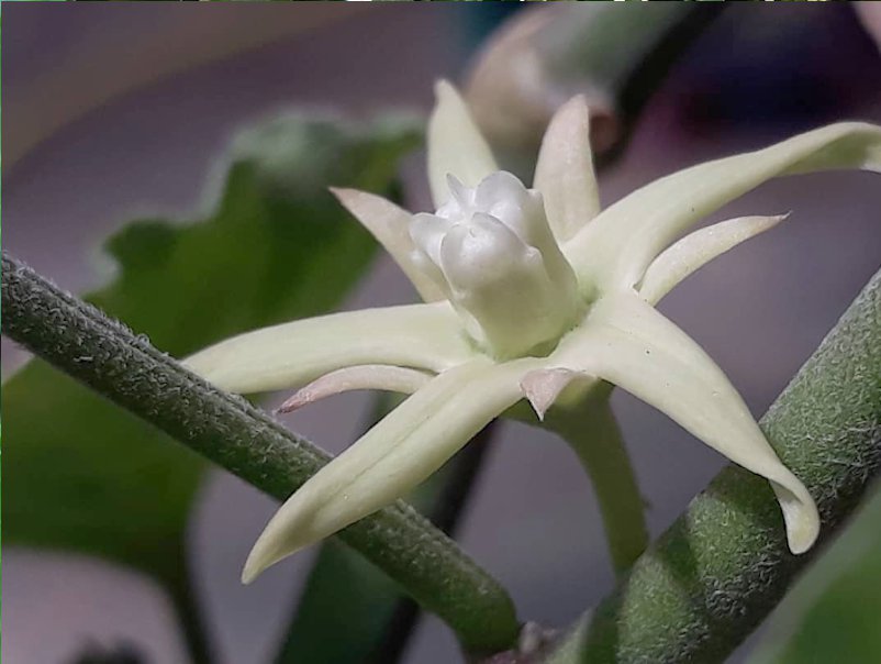 Rare Doca o Tasi Latex Vine Araujia Morrenia odorata  - 8 Seeds