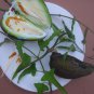 Rare Doca o Tasi Latex Vine Araujia Morrenia odorata  - 8 Seeds