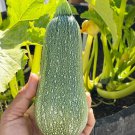 Heirloom Grey Summer Squash Zucchini - 30 Seeds