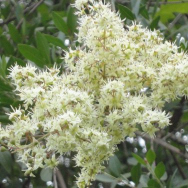 Fragrant Henna Dye Plant Lawsonia Inermis - 30 Seeds