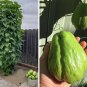 Mirliton Chayote Pear Squash Organic Sechium edule -  Live Plant