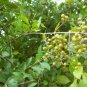 Fragrant Henna Dye Plant Lawsonia Inermis - 30 Seeds