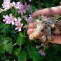 Wild Pink Woodsorrel Oxalis crassipes - 10 Corms Bulbs