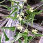 Latex Vine Doca o Tasi Rare Araujia Morrenia odorata  - 8 Seeds