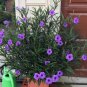 Tall Mexican Petunia Electric Purple Ruellia simplex - Live Plant