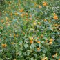 Wild Jewelweed Orange Balsam Impatiens capensis - 20 Seeds
