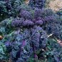 Baltic Red Purple Heirloom Kale Brassica oleracea var. sabellica - 50 Seeds