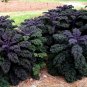 Baltisk Rod Purpurkal Purple Heirloom Kale Brassica oleracea var. sabellica - 50 Seeds