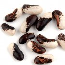 Sale! Organic Heirloom Appaloosa Bush Bean Phaseolus Vulgaris 2 or 1 - 50 Seeds