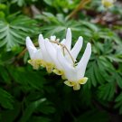 Native White Dutchman's Breeches Dicentra cucullaria - 20 seeds