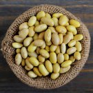New! Heirloom Yellow Mayocoba Peruvian Bush Bean Phaseolus vulgaris - 40 Seeds
