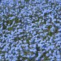 Blue Forget Me Not Myosotis Sylvatica - 200 Seeds