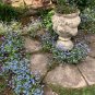 Blue Forget Me Not Myosotis Sylvatica - 200 Seeds