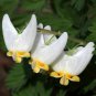 Native White Dutchman's Breeches Dicentra cucullaria - 20 seeds