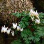 Native White Dutchman's Breeches Dicentra cucullaria - 20 seeds