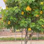 Cuttings! Magnificent Tree Sunflower Bolivian Tithonia Diversifolia - 5 Unrooted Cuttings