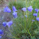 Harebell Scottish Wild Bluebell Campanula rotundifolia - 50 Seeds