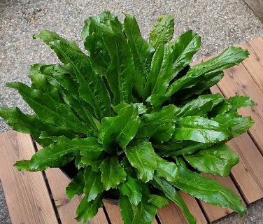 Organic Culantro Leaf Recao Ngo gai Eryngium foetidum - 500 Seeds