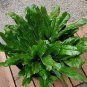 Organic Culantro Leaf Recao Ngo gai Eryngium foetidum - 500 Seeds