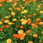 Organic Calendula Flowers Mix Calendula officinalis - 100 Seeds
