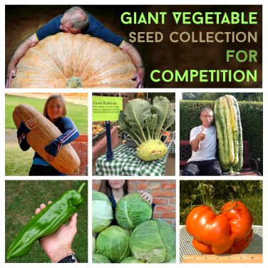 Giant Vegetable Challenge Seed Collections - 6 Varieties