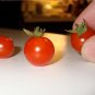Rare Organic Heirloom Wild Tomato Solanum pimpinellifolium - 25 Seeds