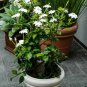 Rare Wild Starry Gardenia White Gardenia thunbergia - 15 Seeds