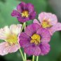 Purple Emperor Nasturtium Organic Tropaeolum Majus - 25 Seeds
