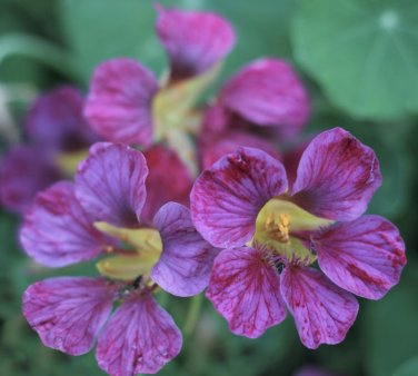 Edible Flower Nasturtium Purple Emperor Tropaeolum Majus - 25 Seeds