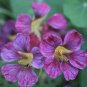 Edible Flower Nasturtium Purple Emperor Tropaeolum Majus - 25 Seeds