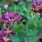Edible Flower Nasturtium Purple Emperor Tropaeolum Majus - 25 Seeds