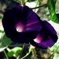 Morning Glory Kniolan Black Night Ipomoea purpurea - 10 Seeds