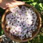 Organic Wild Marsh Mallow Althaea officinalis - 80 Seeds