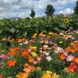 California Poppy Jelly Beans Eschscholzia californica - 40 Seeds