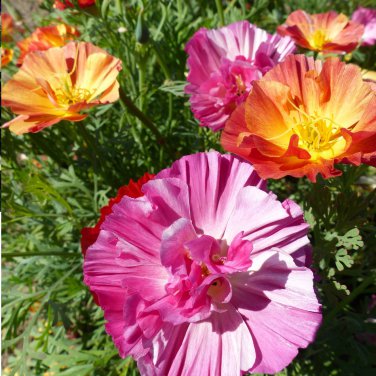 California Poppy Jelly Beans Eschscholzia californica - 40 Seeds