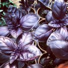 Organic Heirloom Purple Kitchen Herb Almost Black Basil Ocimum basilicum  - 50 Seeds